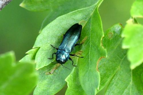 Réf. 205 015 : Agrilus cyanescens
